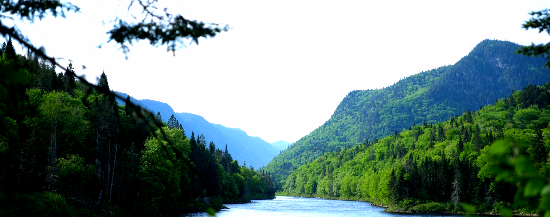 Un paysage serein se caractérise par une rivière sinueuse bordée de collines verdoyantes et de forêts denses. Des montagnes lointaines s'estompent à l'horizon sous un ciel clair et lumineux, tandis qu'une branche avec des feuilles pend au premier plan.