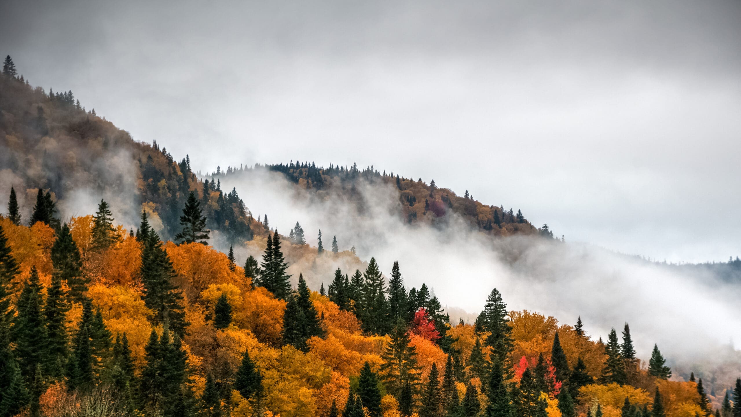 Vue panoramique d'un paysage de montagne boisé en automne. Un feuillage vibrant aux tons orange, jaune et rouge recouvre les flancs des collines, tandis que la brume flotte à travers les arbres sous un ciel nuageux.