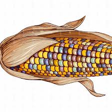 Illustration d'un épi de maïs coloré, comportant des grains multicolores dans des tons de jaune, de violet et d'orange, avec des cosses brunes partiellement pelées.