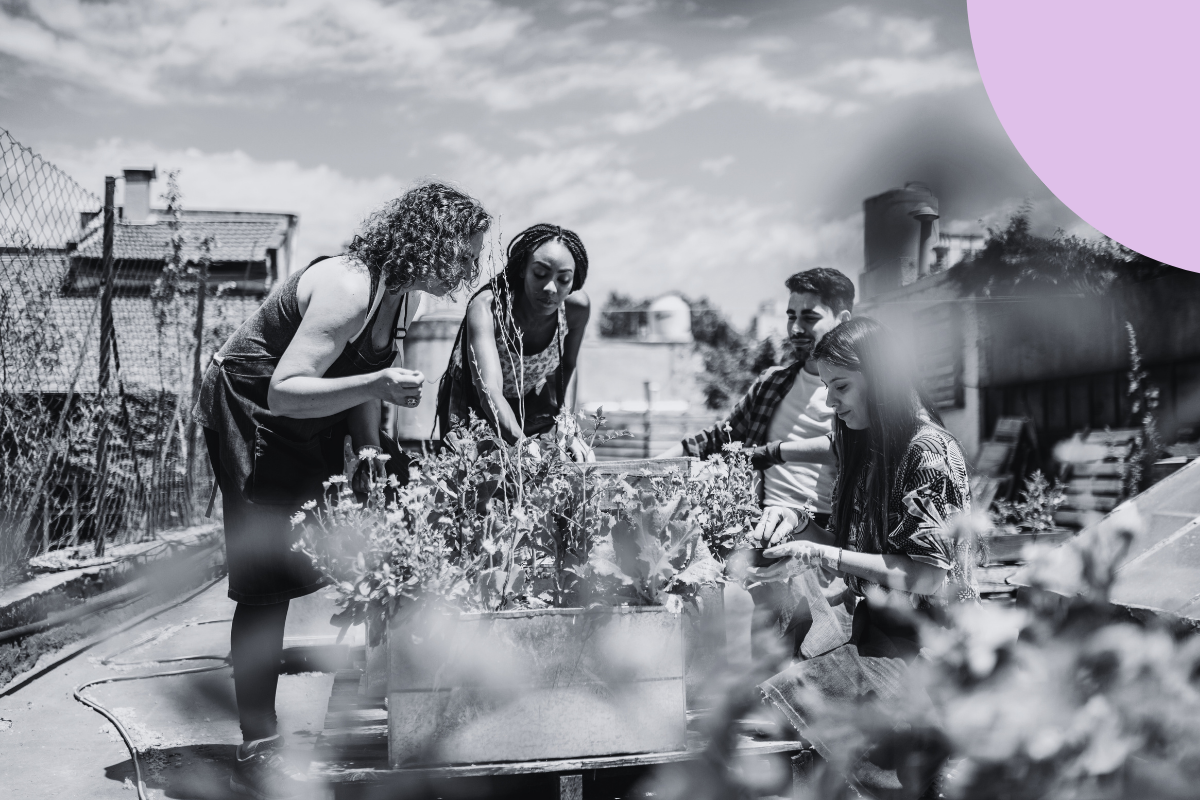Quatre personnes se rassemblent autour d'un jardin surélevé, s'occupant ensemble des plantes sur un toit. La scène se déroule à l'extérieur, sous un ciel lumineux, et l'image est en noir et blanc avec un demi-cercle violet dans le coin supérieur droit.