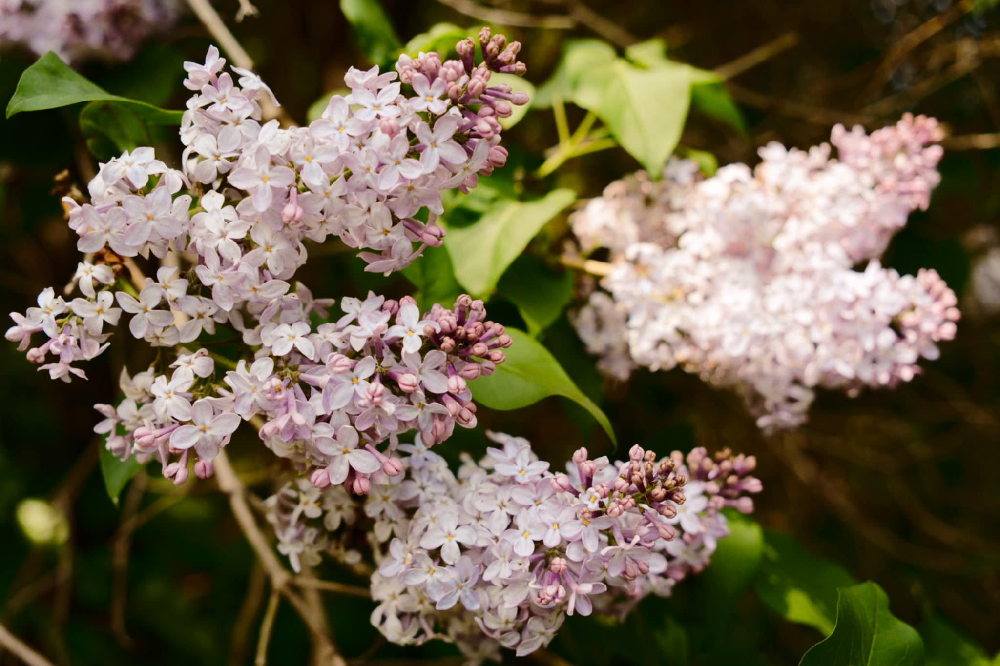 Grappes de fleurs lilas violet clair à petits pétales et feuilles vertes poussant sur des branches, éclairées par la lumière du soleil.